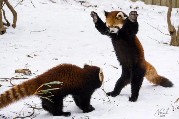 Urşii panda roşii par să se simtă foarte bine la grădina zoologică. (Foto: ChengLun Na PhD/Wenn)