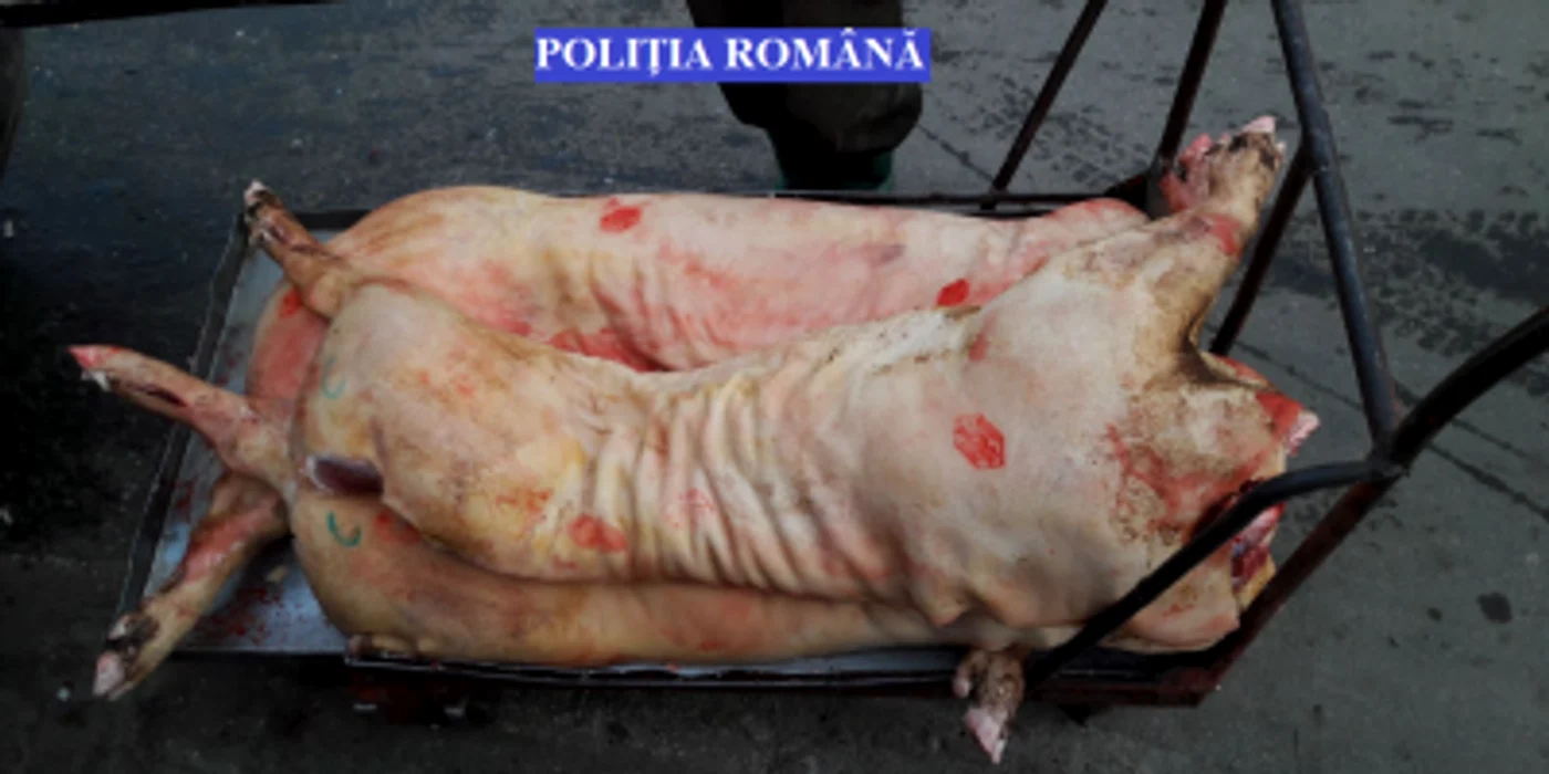 Carnea de porc era comercializată în condiţii neigienice Foto: IPJ Brăila