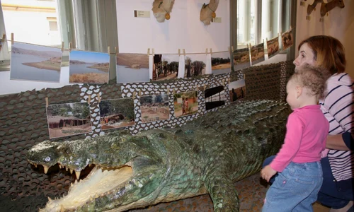 crocodil jpeg