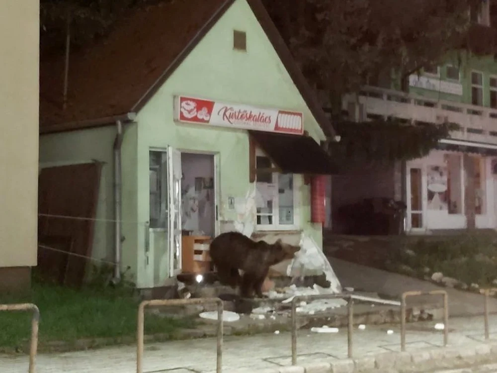 
    Un urs a intrat într-un magazin din Harghita pe timpul nopțiiFoto: news.ro  