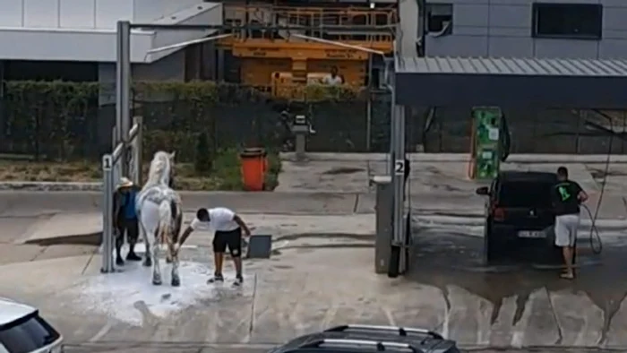 Calul a fost spălat la spălătoria nde mașini FOTO: observator