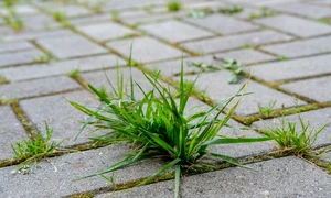poza material Agrii Practic si Util jpg