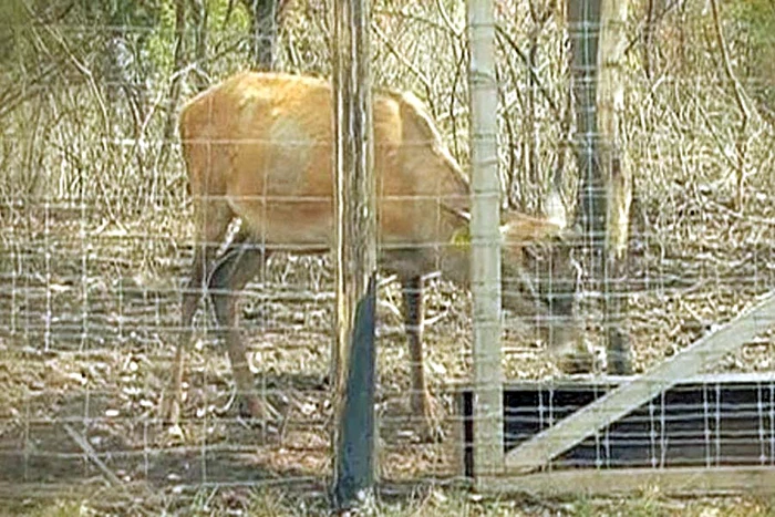 Animalele se hrănesc  cu florile de pe  morminte (Fotografii: citynews.ro, Glasul Aradului)