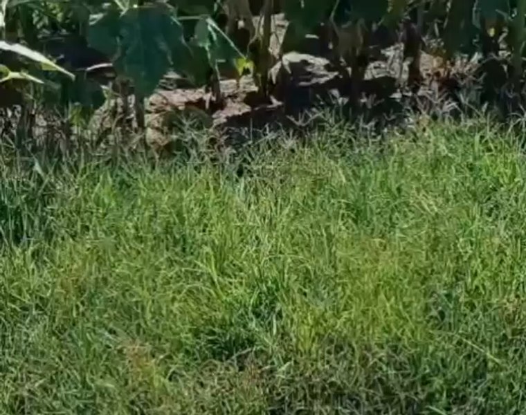 O femeie de 73 de ani, căutată de trei zile și trei nopți, găsită în viață de polițiști. Care este starea sa VIDEO