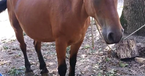 Calul a ajuns la Grădina Zoologică din Timişoara