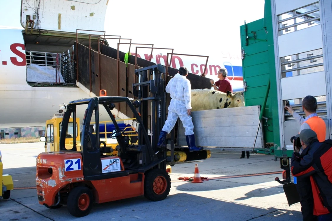 Primul transport de animale mari care s-a făcut în România a ajuns pe Aeroportul Timişoara în 2011