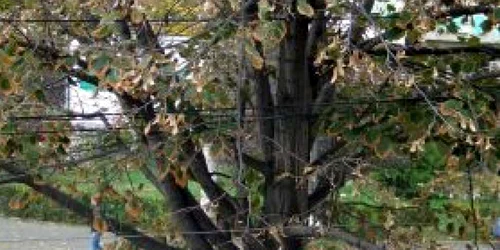 Buzău: Traficanţi de lemne, prinşi de poliţişti