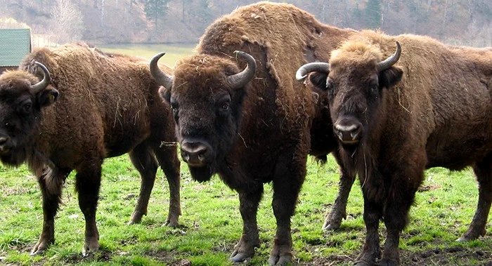 Iată zimbrii care trăiesc în zona Hațegului!