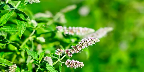 menta shutterstock