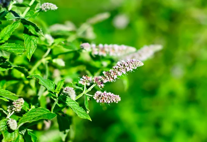 Menta calmează durerea inflamatorie din tractul gastro-intestinal. FOTO Shutterstock