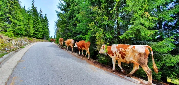 transhumanta animale munte alba