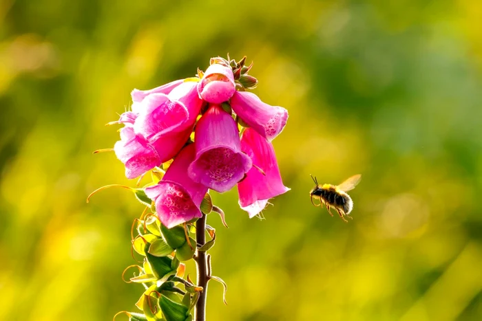 Floarea mai este cunoscută și ca „mănușile vrăjitoarei” / foto: Shutterstock