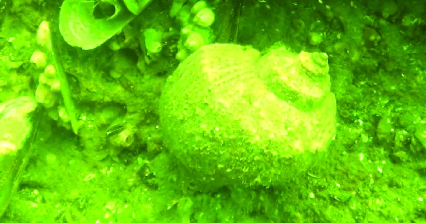  Melcul Rapana Venosa adus de nave din Orient a invadat ţărmul românesc. Foto: Arhivă personală