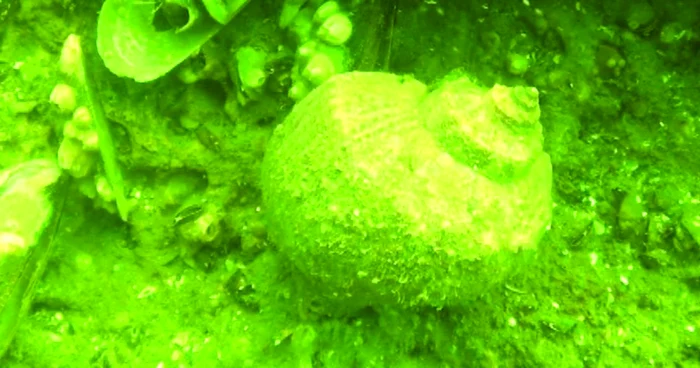 Melcul Rapana Venosa adus de nave din Orient a invadat ţărmul românesc. Foto: Arhivă personală