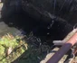 Imagini cu taurul salvat din bazinul cu apă din Creţeni - Vâlcea Foto ISU Vâlcea