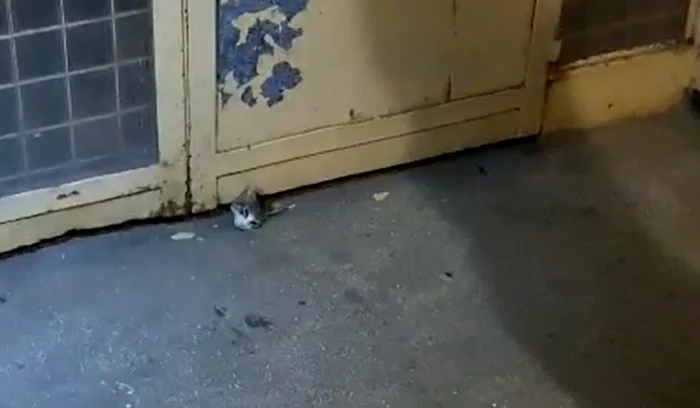 Pompierii au folosit echipamentele de descarcerareFoto: antena3.ro