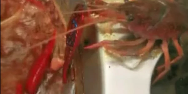 crustaceu