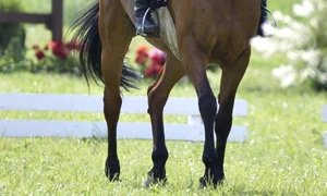 Cea de a șasea ediție a concursului hipic internațional Transylvania Horse Show jpeg