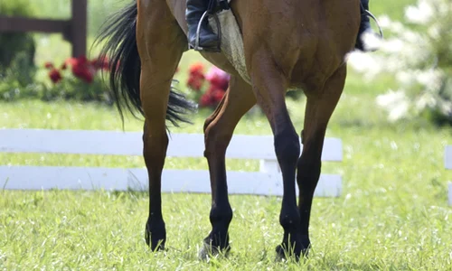 Cea de a șasea ediție a concursului hipic internațional Transylvania Horse Show jpeg