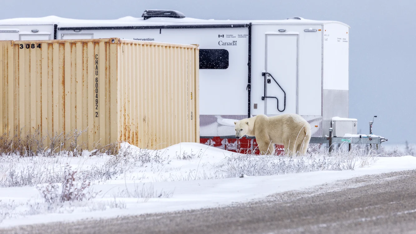 De la beluga la urs polar. FOTO: Rareș Beșliu