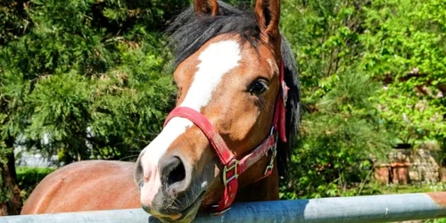 Iapă de rasă FOTO Mircea Popa
