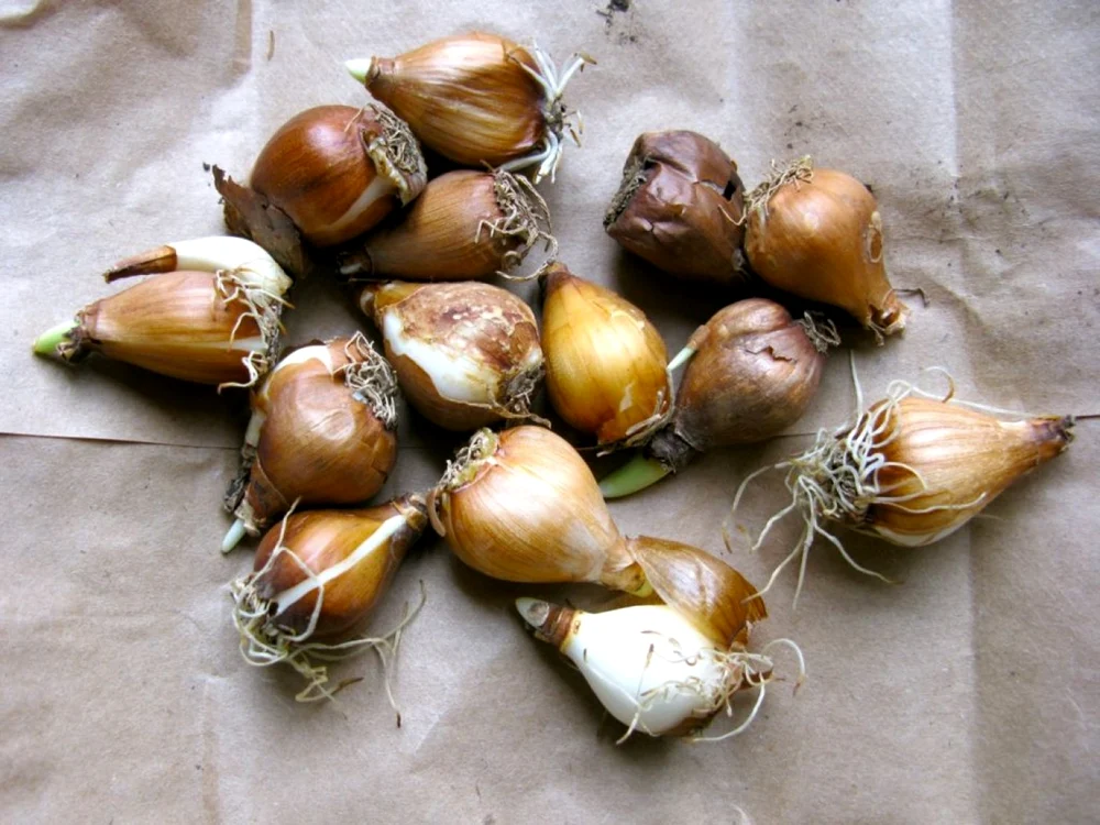 bulbi ghiocei