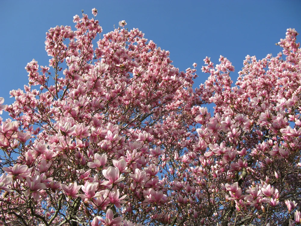 
    Cei mai frumoşi copaci de grădină - Magnoliul Foto Click!  