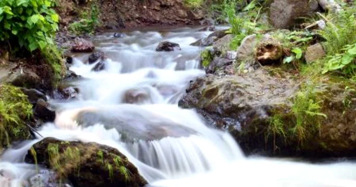 Cluj: Braconaj în stil barbar în Parcul Natural Apuseni