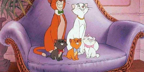 pisicile aristocrate