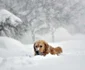 Zapada - ninsoare in SUA FOTO GettyImages/Gulliver