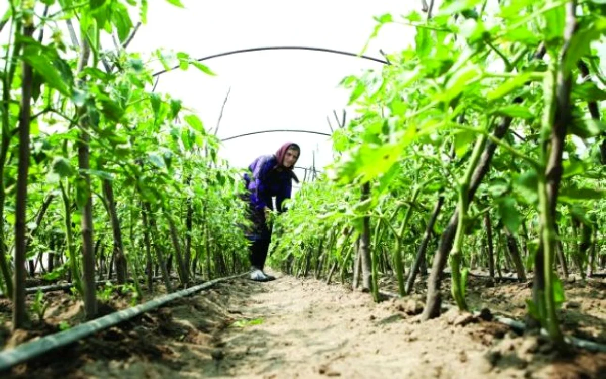 Agricultorii din Dolj nu cred că vom avea produse româneşti în marile magazine 