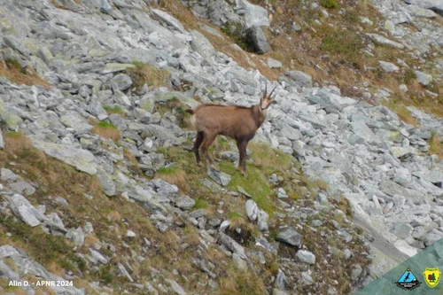 Animale sălbatice în Munții Retezat Sursa Parcul național Retezat (10) jpg