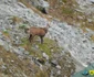 Animale sălbatice în Munții Retezat  Sursa Parcul național Retezat (10) jpg