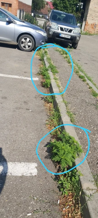 ambrozie foto