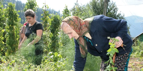 Neamţ: Plantele medicinale, leac contra „porcinei“