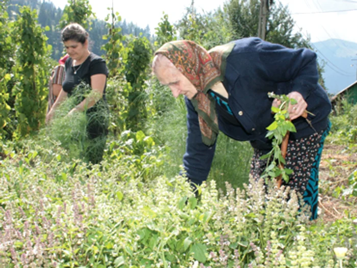 Neamţ: Plantele medicinale, leac contra „porcinei“