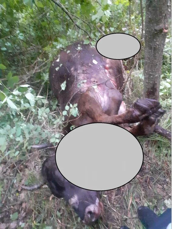 Bovină omorâtă de un urs în Sălătrucel Vâlcea Foto Daciana Stoica - Adevărul