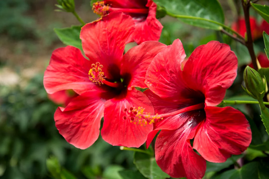Hibiscus este o alegere perfectă pentru curte / foto: AdobeStock