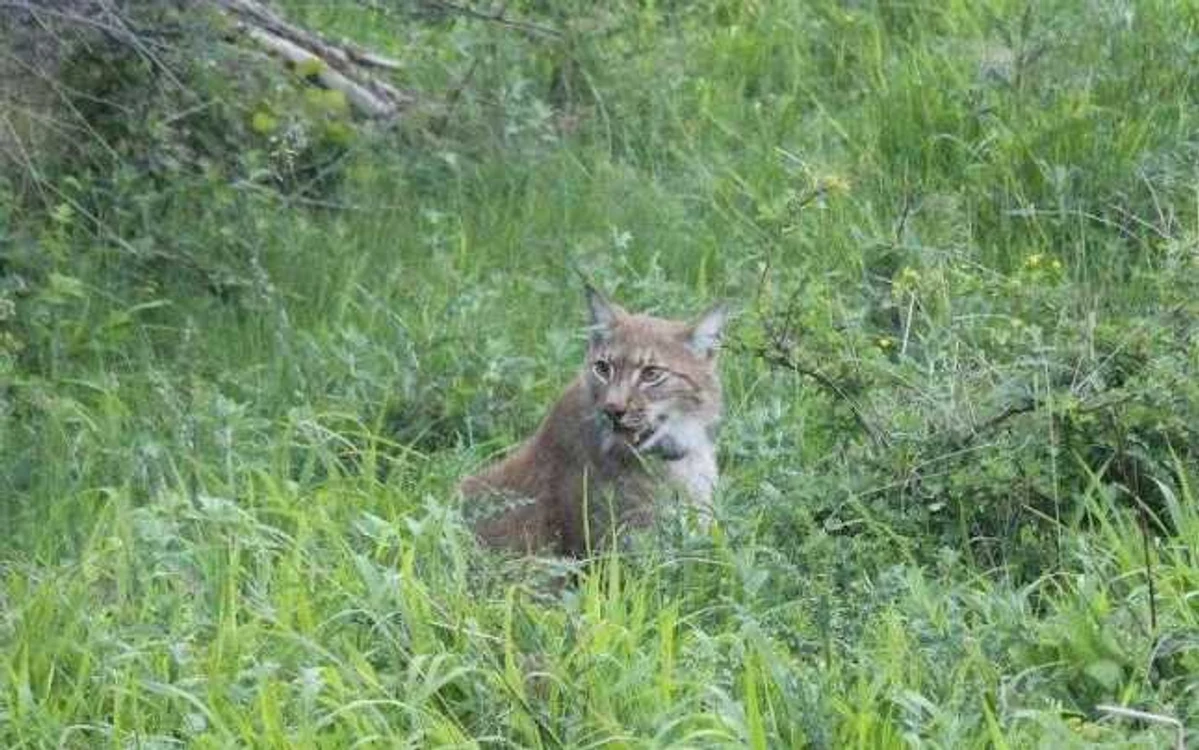 Râsul este un vânător iscusit FOTO: Parcul Natural Putna