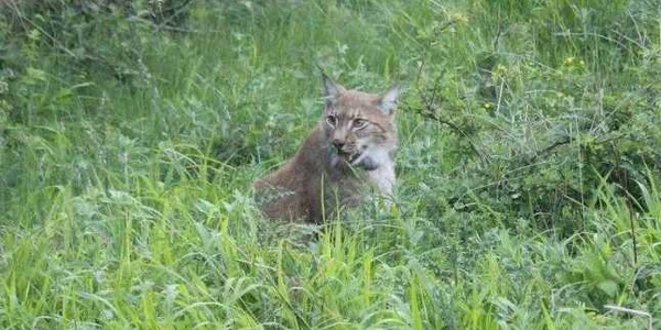 râs