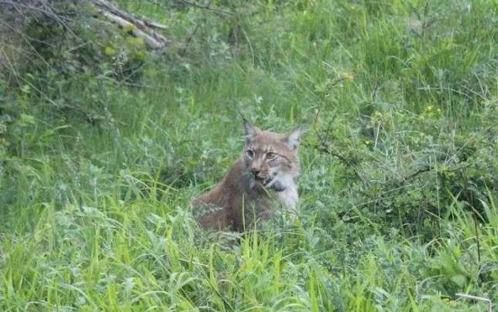 Râsul este un vânător iscusit FOTO: Parcul Natural Putna
