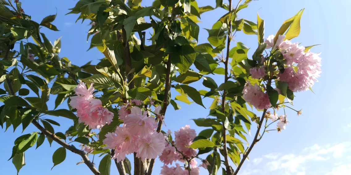 Sute de cireși japonezi plantați la Târgoviște. FOTO. C.S.