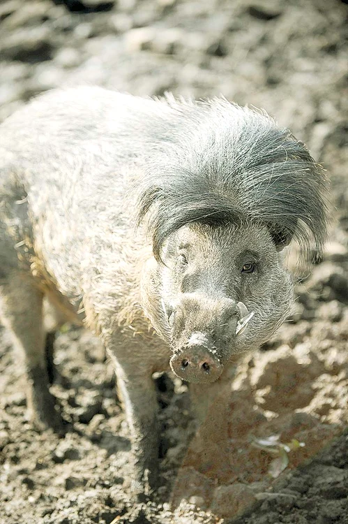 
    Porcul Didi  a devenit  deja o vedetă  