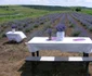 plantatie lavanda foto cosmin zafirache