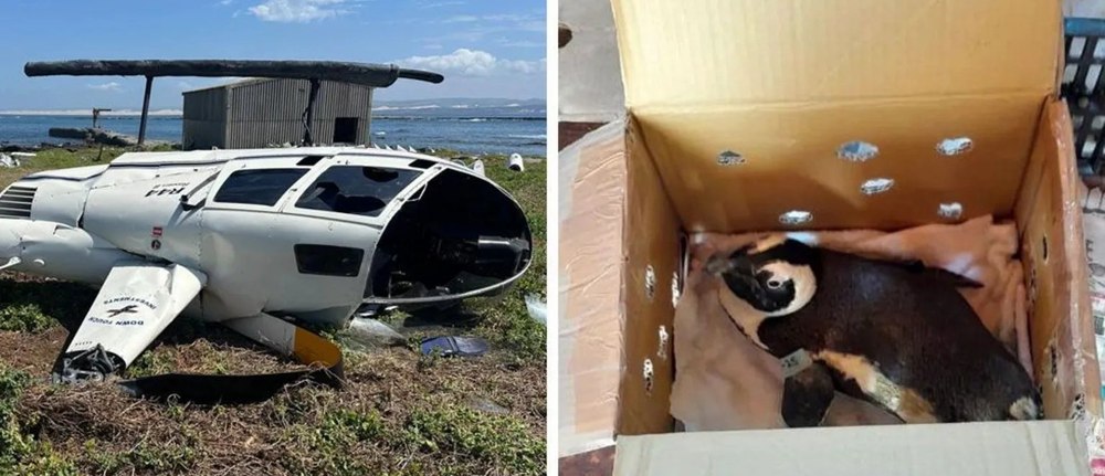 Un pinguin provoacă prăbușirea unui elicopter în Africa de Sud. „Trump avea dreptate 100%. Sunt o problemă pentru securitatea mondială”