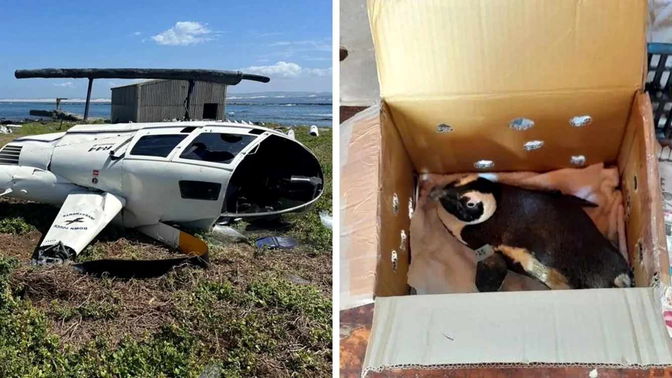 Un pinguin provoacă prăbușirea unui elicopter în Africa de Sud FOTO: X