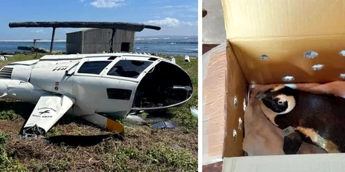 pinguin cauzeaza accident jpg