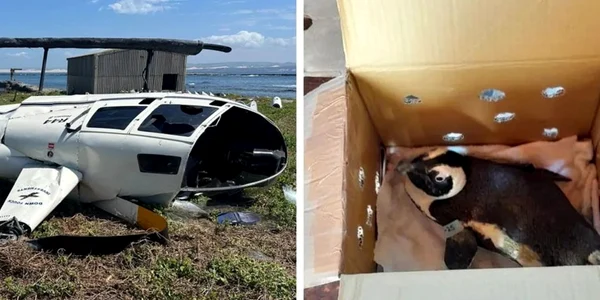 pinguin cauzeaza accident jpg