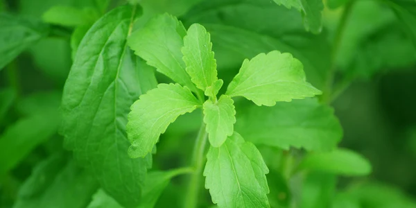 stevia pixabay jpg