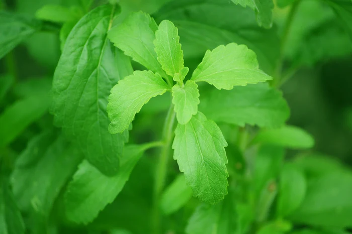 Stevia poate avea efecte scundare FOTO Pixabay